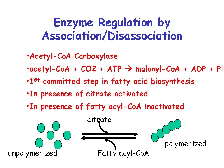 Enzyme Regulation by Association/Disassociation • Acetyl-Co. A Carboxylase • acetyl-Co. A + CO 2
