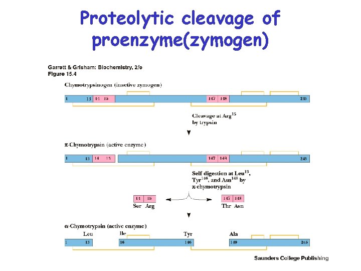 Proteolytic cleavage of proenzyme(zymogen) 