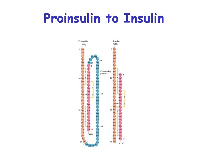 Proinsulin to Insulin 