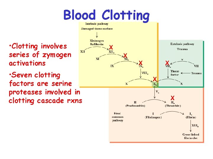 Blood Clotting • Clotting involves series of zymogen activations • Seven clotting factors are