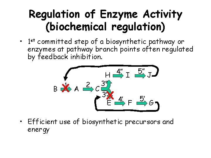 Regulation of Enzyme Activity (biochemical regulation) • 1 st committed step of a biosynthetic
