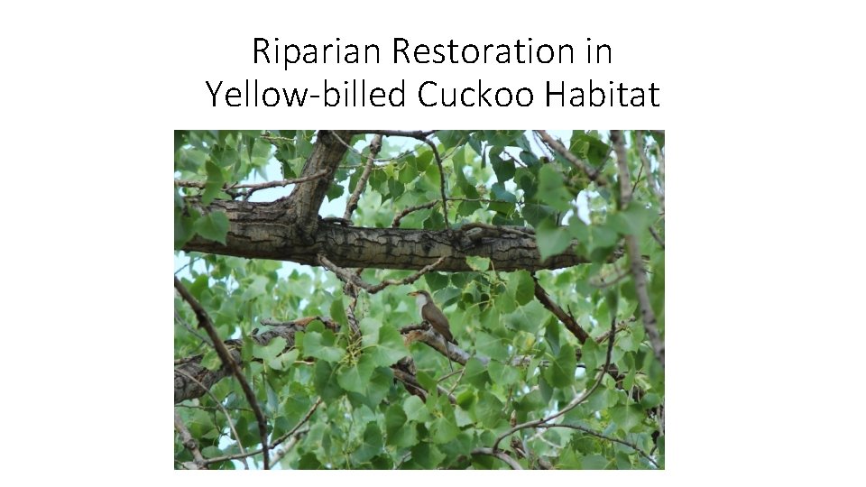 Riparian Restoration in Yellow-billed Cuckoo Habitat 