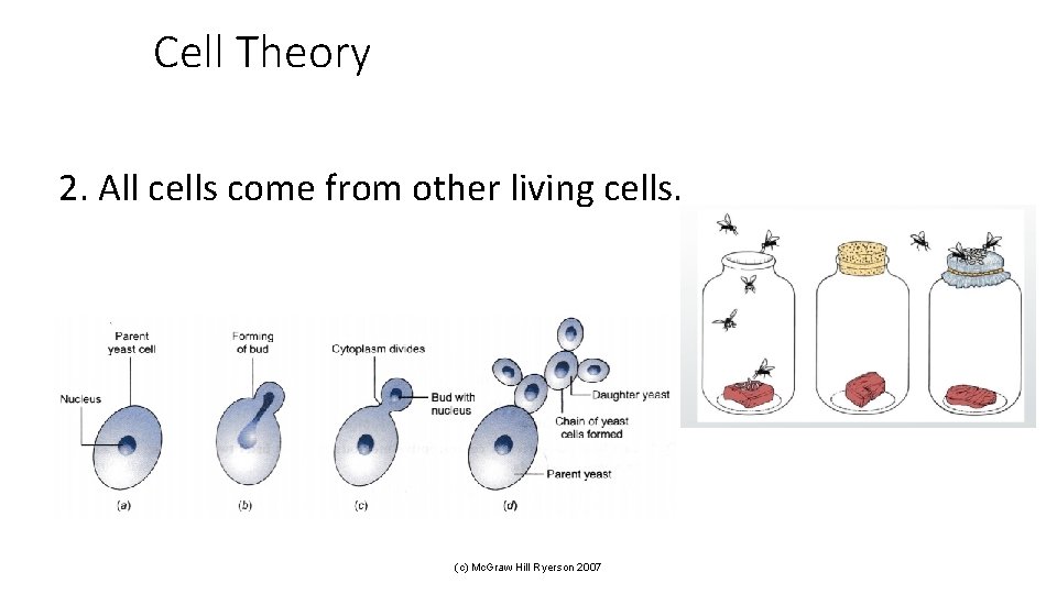 Cell Theory 2. All cells come from other living cells. (c) Mc. Graw Hill