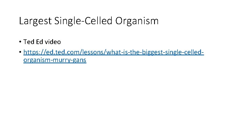 Largest Single-Celled Organism • Ted Ed video • https: //ed. ted. com/lessons/what-is-the-biggest-single-celledorganism-murry-gans 