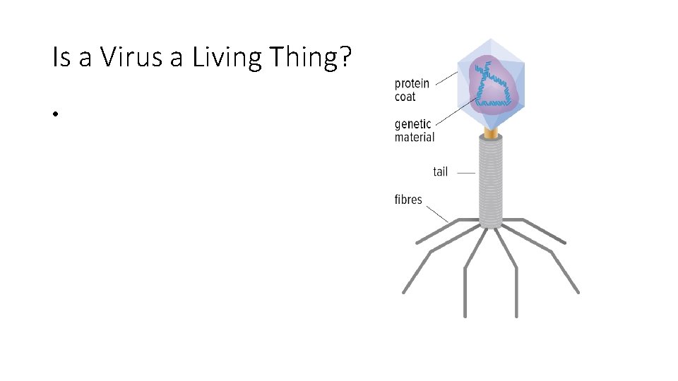 Is a Virus a Living Thing? • 
