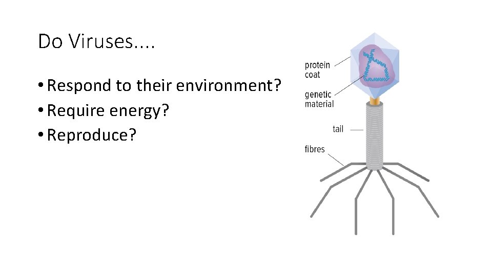 Cell Theory Characteristics Of Living Things There Are
