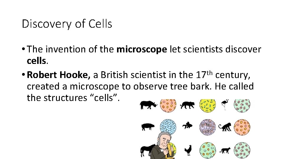 Discovery of Cells • The invention of the microscope let scientists discover cells. •