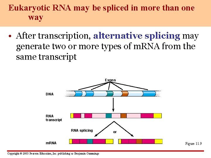 Eukaryotic RNA may be spliced in more than one way • After transcription, alternative