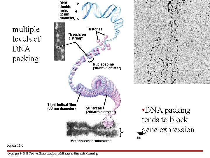 DNA double helix (2 -nm diameter) multiple levels of DNA packing Histones “Beads on