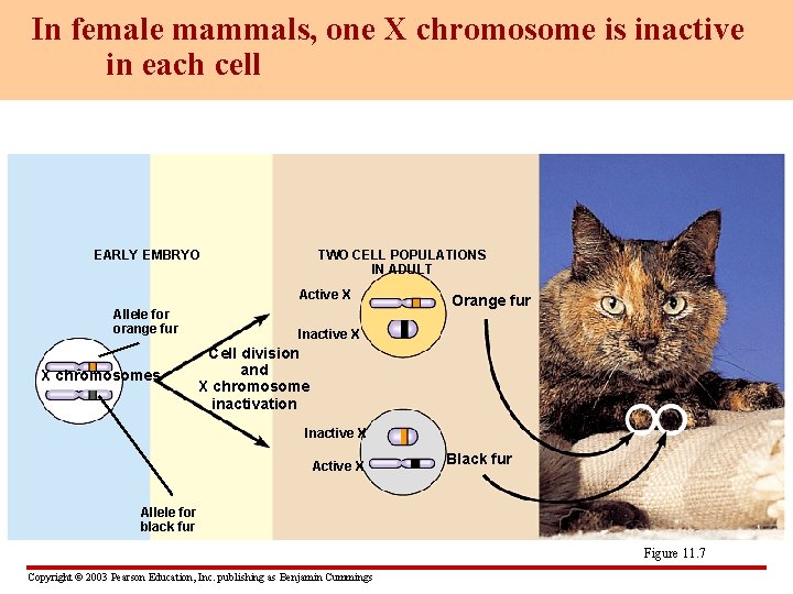In female mammals, one X chromosome is inactive in each cell EARLY EMBRYO TWO