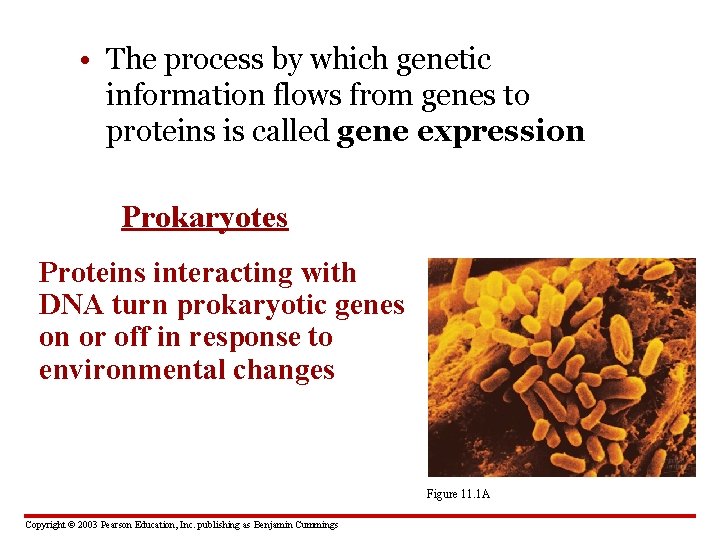  • The process by which genetic information flows from genes to proteins is