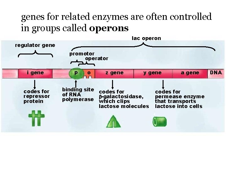 genes for related enzymes are often controlled in groups called operons lac operon regulator