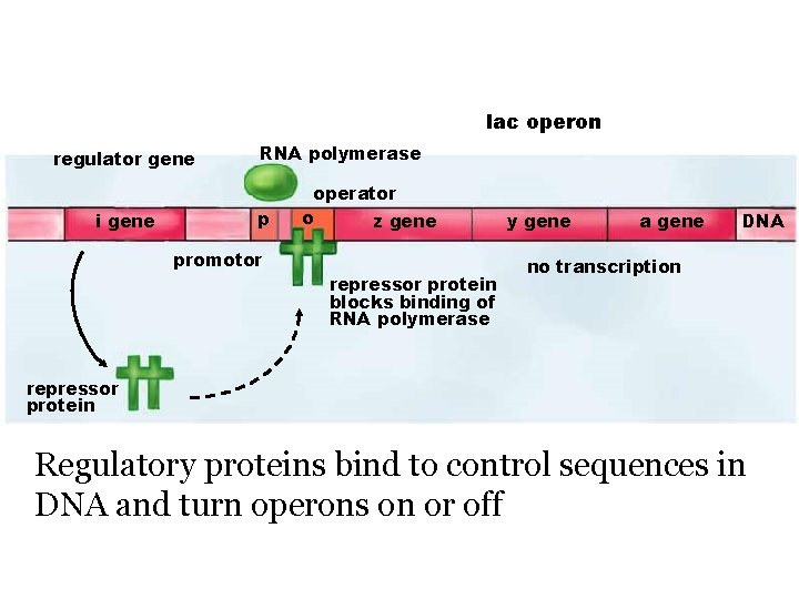 lac operon regulator gene i gene RNA polymerase p promotor operator o z gene