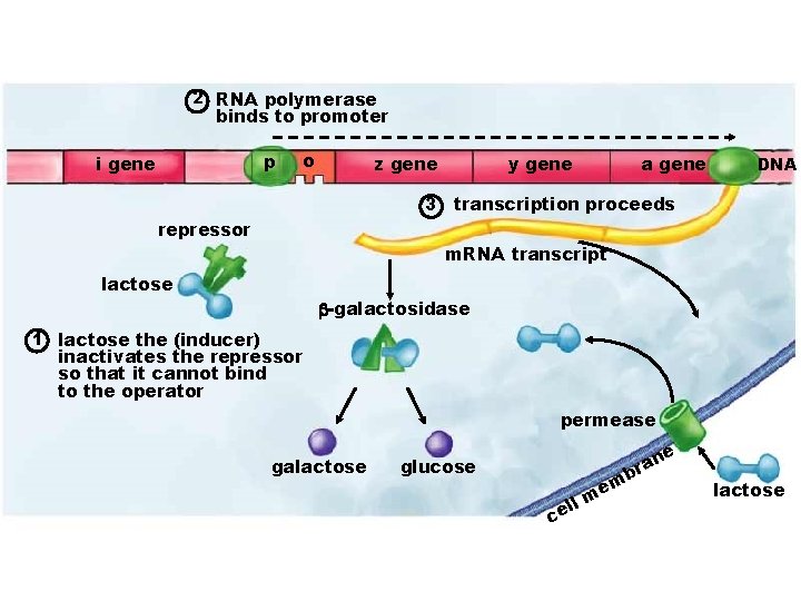 2 RNA polymerase binds to promoter p i gene o z gene y gene