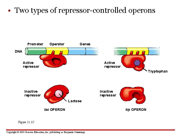 • Two types of repressor-controlled operons Promoter Operator Genes DNA Active repressor Tryptophan