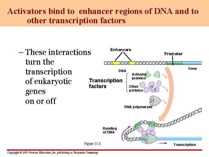 Activators bind to enhancer regions of DNA and to other transcription factors Enhancers –