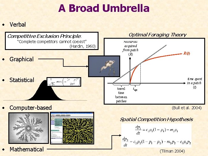 A Broad Umbrella • Verbal Optimal Foraging Theory Competitive Exclusion Principle: “Complete competitors cannot