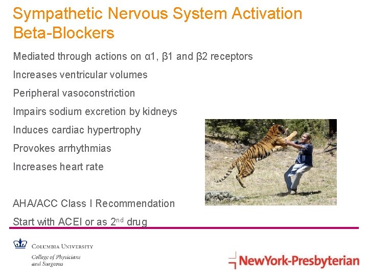 Sympathetic Nervous System Activation Beta-Blockers Mediated through actions on α 1, β 1 and