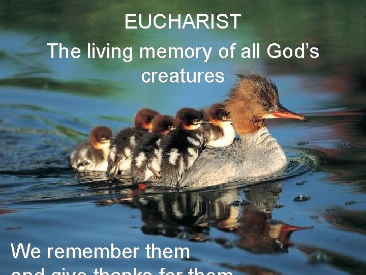 EUCHARIST The living memory of all God’s creatures We remember them 