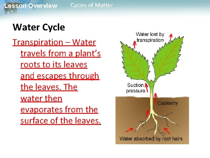 Lesson Overview Cycles of Matter Water Cycle Transpiration – Water travels from a plant’s