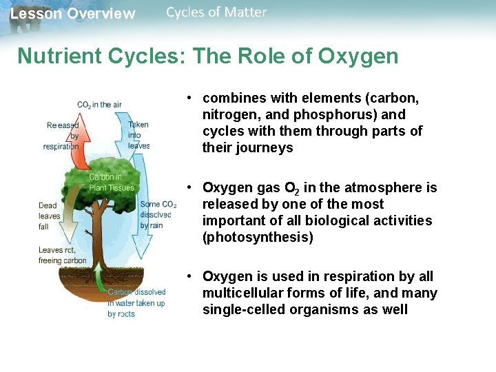 Lesson Overview Cycles of Matter Nutrient Cycles: The Role of Oxygen • combines with