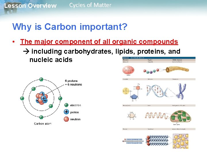 Lesson Overview Cycles of Matter Why is Carbon important? • The major component of