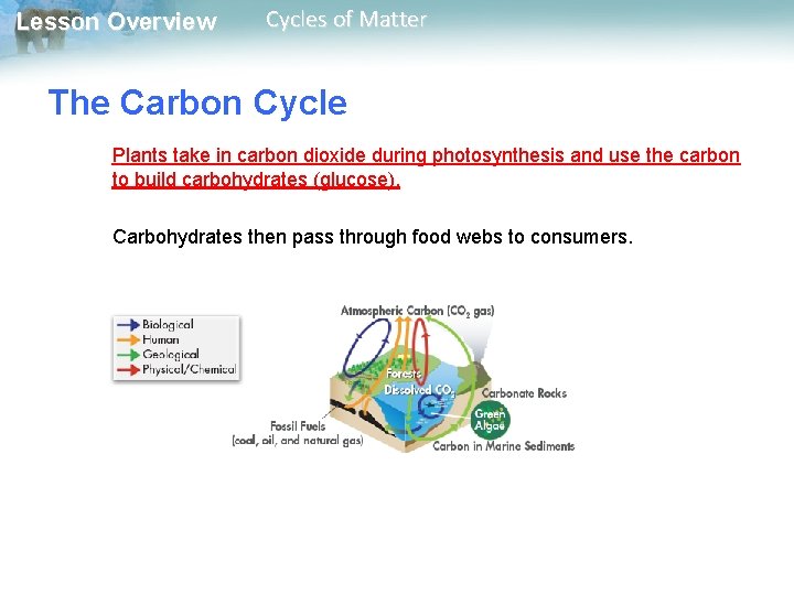 Lesson Overview Cycles of Matter The Carbon Cycle Plants take in carbon dioxide during