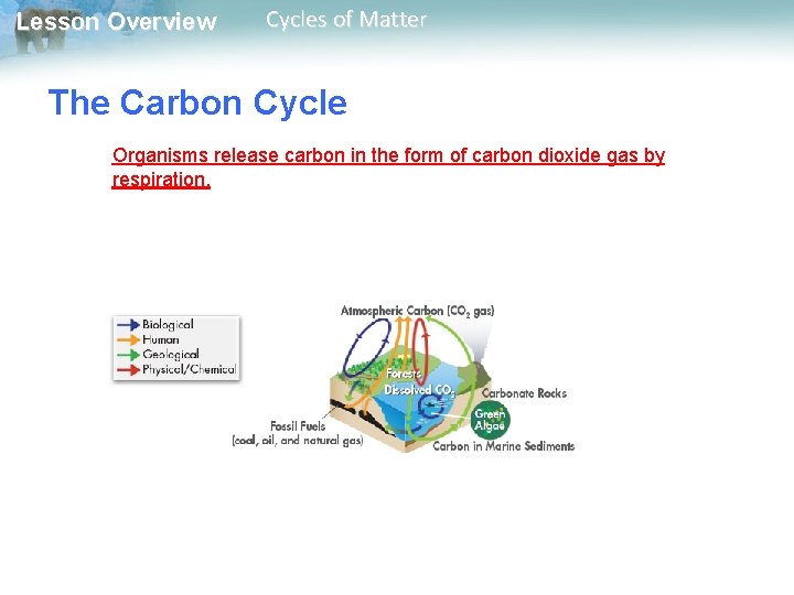 Lesson Overview Cycles of Matter The Carbon Cycle Organisms release carbon in the form