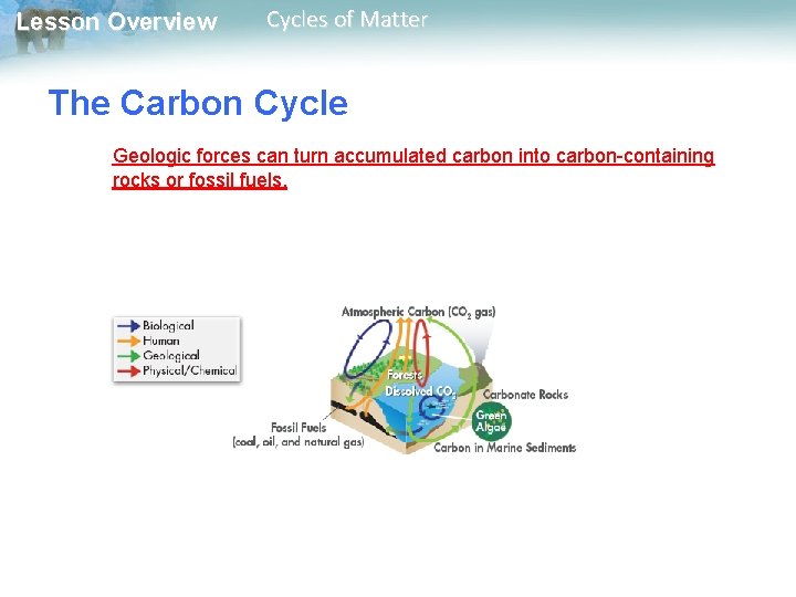 Lesson Overview Cycles of Matter The Carbon Cycle Geologic forces can turn accumulated carbon