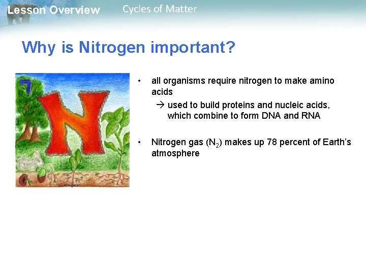 Lesson Overview Cycles of Matter Why is Nitrogen important? • all organisms require nitrogen