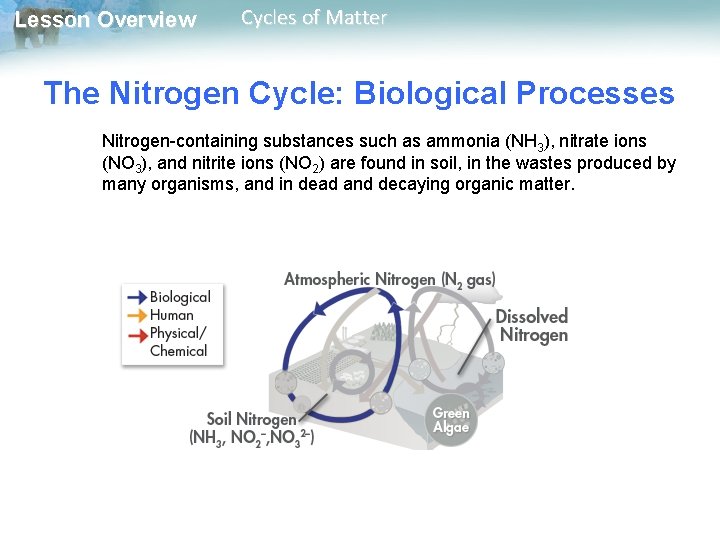 Lesson Overview Cycles of Matter The Nitrogen Cycle: Biological Processes Nitrogen-containing substances such as
