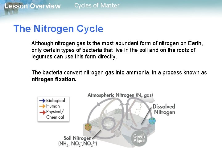 Lesson Overview Cycles of Matter The Nitrogen Cycle Although nitrogen gas is the most