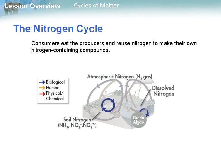 Lesson Overview Cycles of Matter The Nitrogen Cycle Consumers eat the producers and reuse