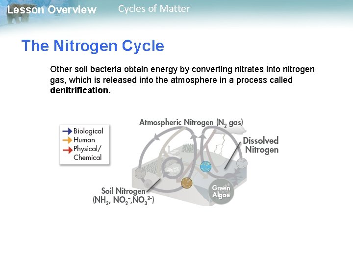 Lesson Overview Cycles of Matter The Nitrogen Cycle Other soil bacteria obtain energy by