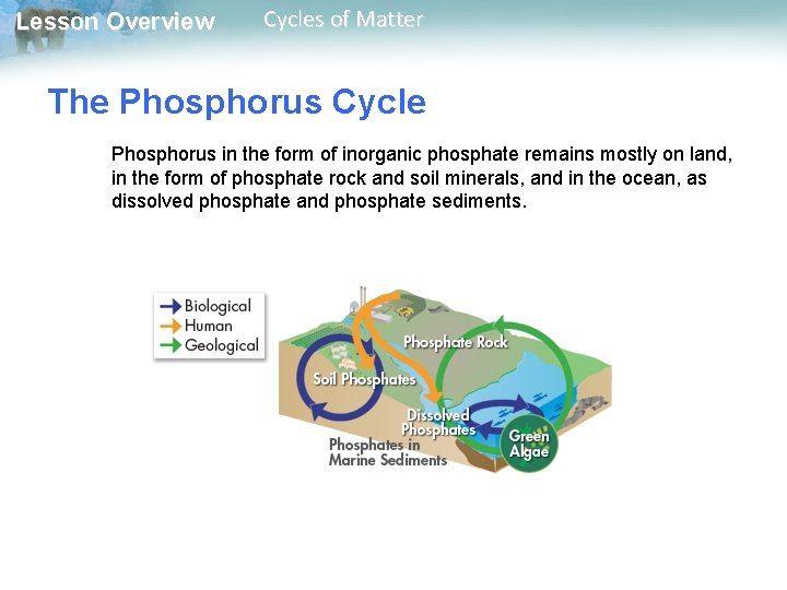 Lesson Overview Cycles of Matter The Phosphorus Cycle Phosphorus in the form of inorganic