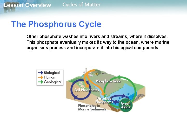 Lesson Overview Cycles of Matter The Phosphorus Cycle Other phosphate washes into rivers and