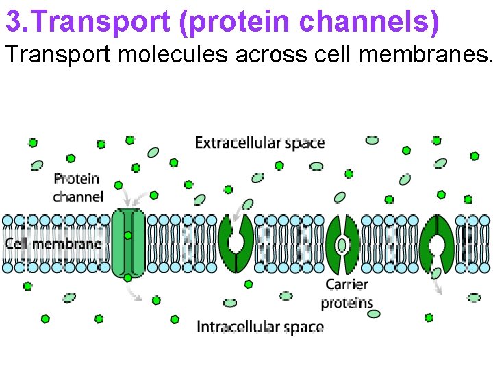 3. Transport (protein channels) Transport molecules across cell membranes. 3. Transport (protein channels) Transport molecules across cell membranes.