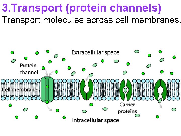 3. Transport (protein channels) Transport molecules across cell membranes. 