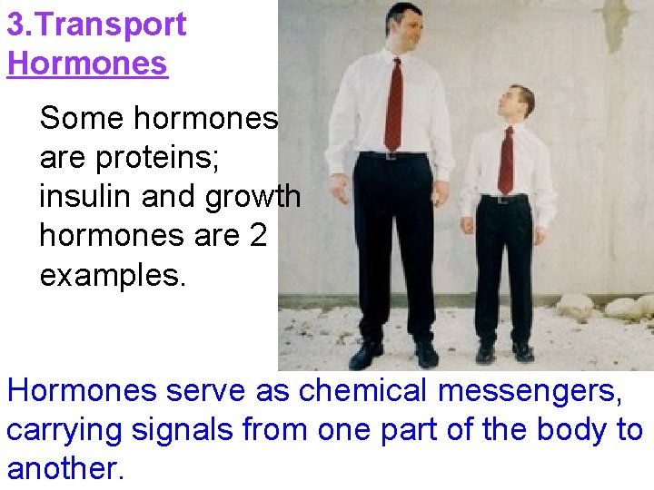 3. Transport Hormones Some hormones are proteins; insulin and growth hormones are 2 examples.