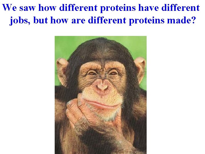 We saw how different proteins have different jobs, but how are different proteins made?