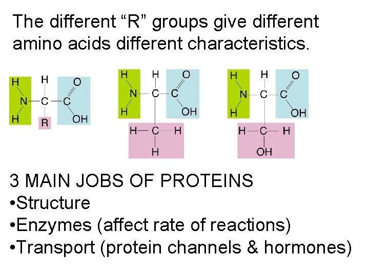 The different “R” groups give different amino acids different characteristics. 3 MAIN JOBS OF