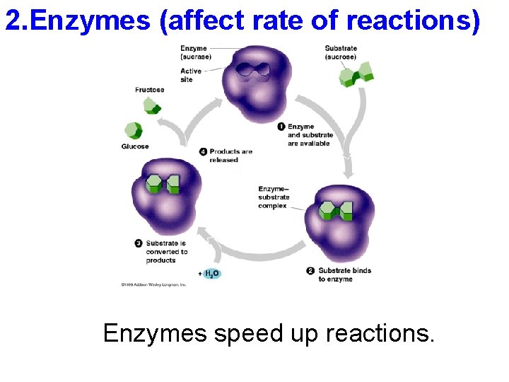 2. Enzymes (affect rate of reactions) Enzymes speed up reactions. 