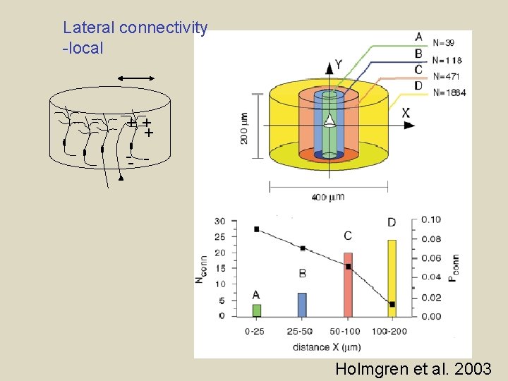 Lateral connectivity -local ++ + -- - Holmgren et al. 2003 