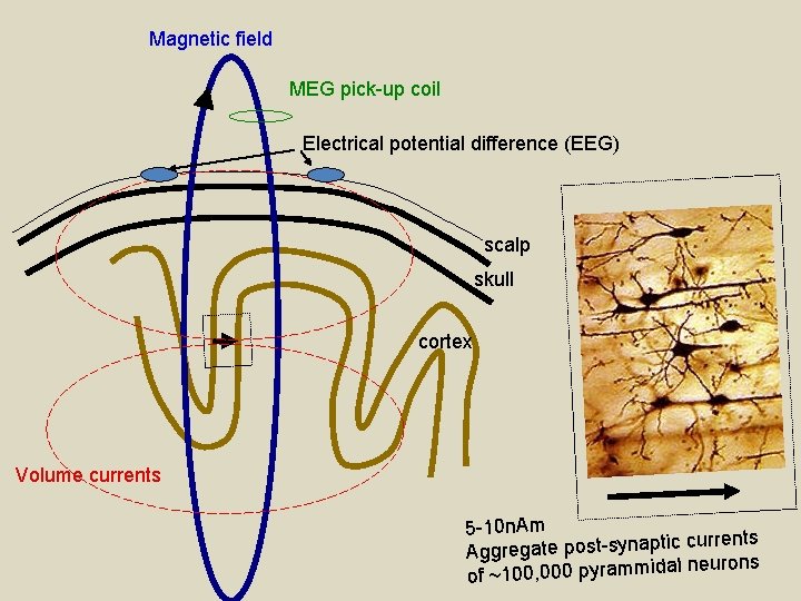 Magnetic field MEG pick-up coil Electrical potential difference (EEG) scalp skull cortex Volume currents