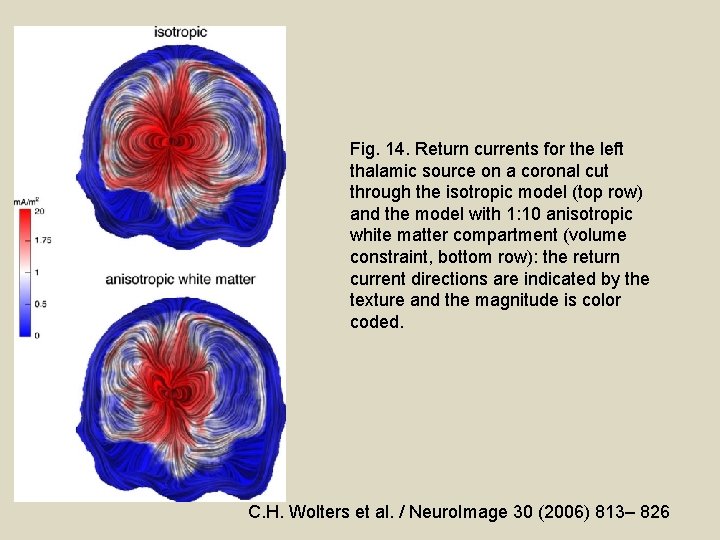 Fig. 14. Return currents for the left thalamic source on a coronal cut through