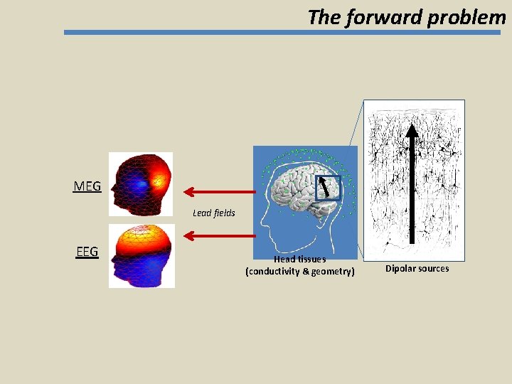 The forward problem MEG Lead fields EEG Head tissues (conductivity & geometry) Dipolar sources