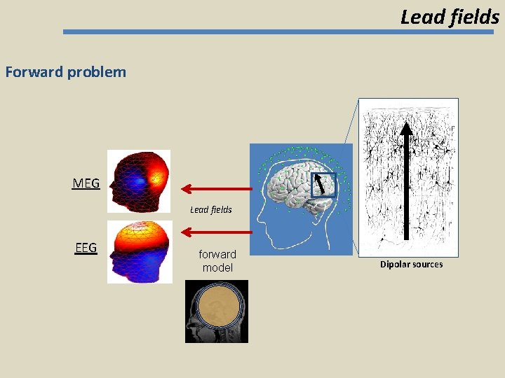 Lead fields Forward problem MEG Lead fields EEG forward model Dipolar sources 