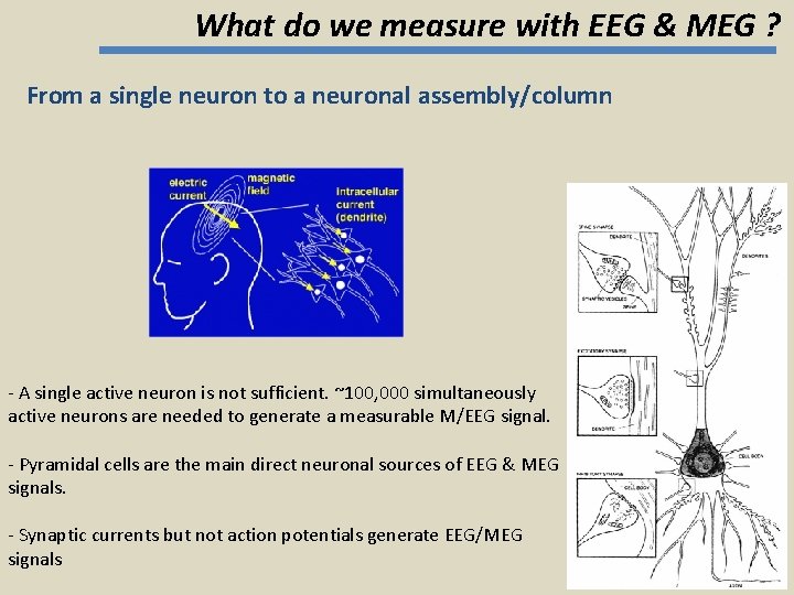 What do we measure with EEG & MEG ? From a single neuron to