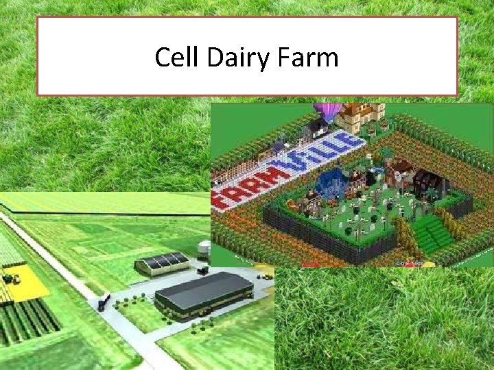 Cell Dairy Farm 