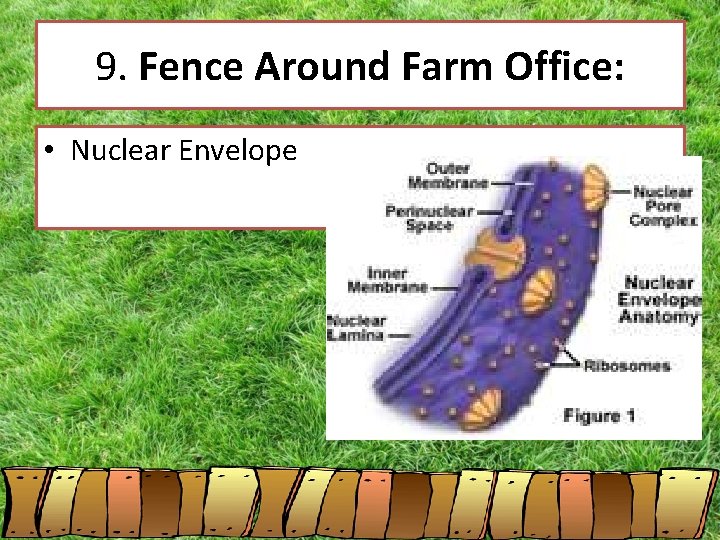 9. Fence Around Farm Office: • Nuclear Envelope 9. Fence Around Farm Office: • Nuclear Envelope